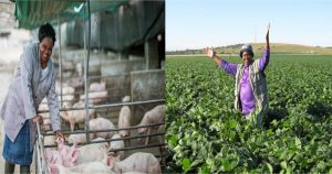 Anna Phosa is one of South Africa’s most successful pig farmers, her rise to the top wasn’t rosy as she struggled to raise capital....