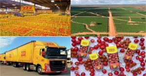 ZZ2’s success story: From a Limpopo tomato farm to a global giant. Discover actionable lessons in growth and sustainability.
